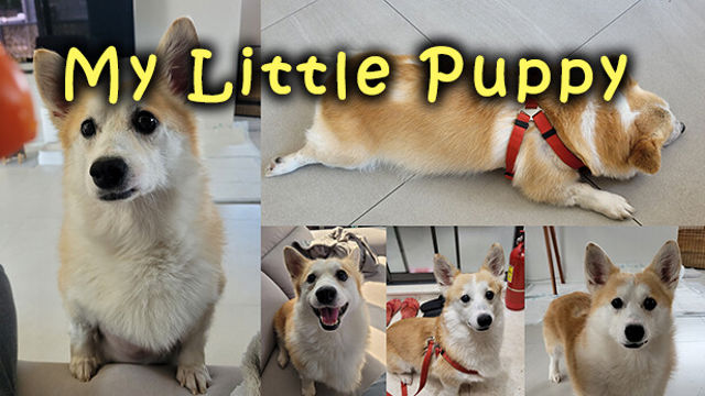 Tải game My Little Puppy-TENOKE